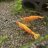 ShrimpSphere