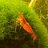 Red_Cherry