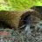 Grillie