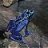 Azureus50