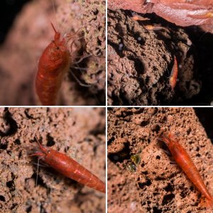 Meine Halocaridina Rubra