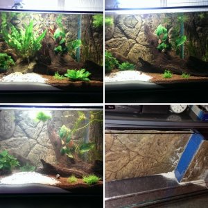 Mein Aquarium