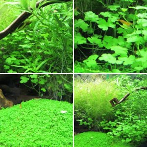 Mein 60 Liter-Becken
