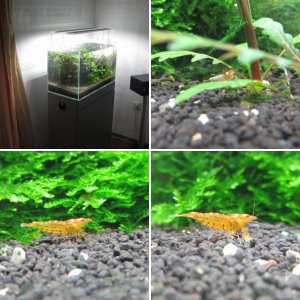 ADA 60P