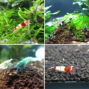 Shrimp