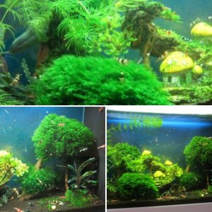 Werwesens Fluval Spec5