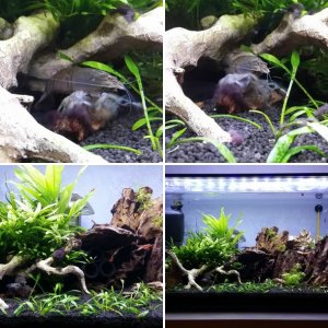 54l Gabun & Sakura