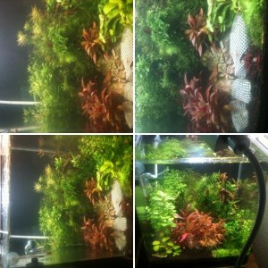 Plants and Shrimps