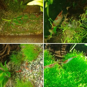 30l  Nanobecken mit Red Rili