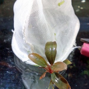 Bucephalandra Sammlung