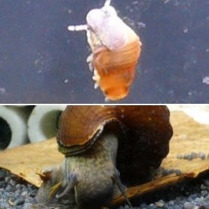 Meine Schneckies