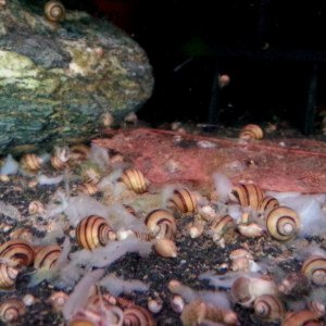 Maple´s Schnecken