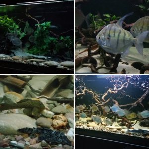 Southamerican Catfish