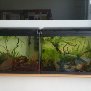 Guppy- und Garnelen