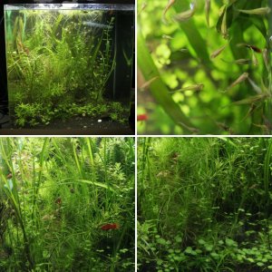 100 Liter Wassergarten