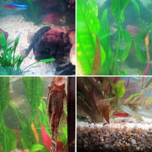 Mein erstes Aquarium