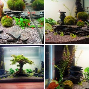 126 Liter Neocaridina davidi sp Bloody Mary Sakura