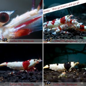 JustBee PRL Shrimps