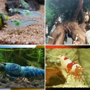 Shrimp's Garnis