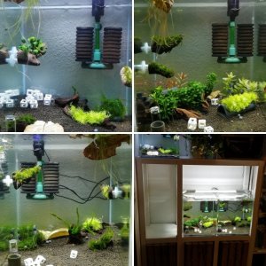Aquarien in Wohnzimmerregal