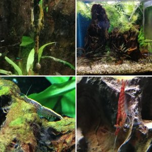 Schnappschüsse in Gyuris Aquarium