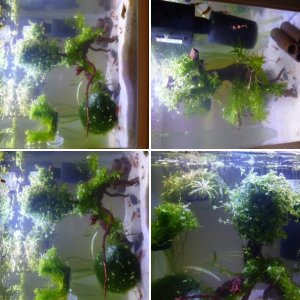 Mein Aquarium