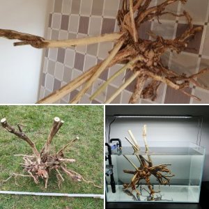 Aquarium 60p mit Wurzel vom Knallerbsenstrauch
