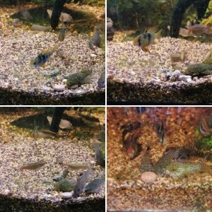 Nur Fische von Gyuri