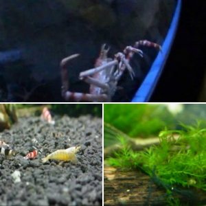 Aquarium Videos