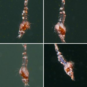 Halocaridina Rubra Larven