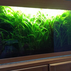 125 Liter grüne Hölle