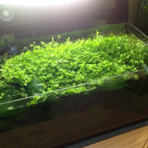 54 Liter Deep Blue Tiger OE irgendwie zugewuchert ...