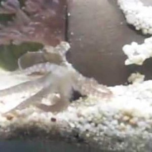 Ocotopus
