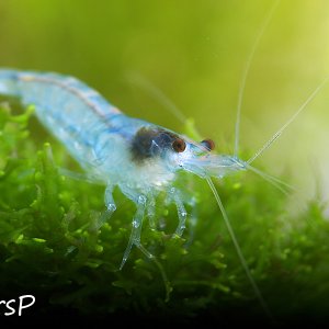 Blue Jelly