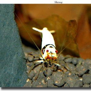 Bee / Mosura