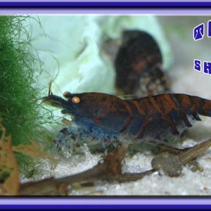 Blue Tiger OE