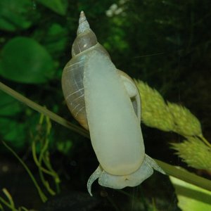 Spitzschlammschnecke