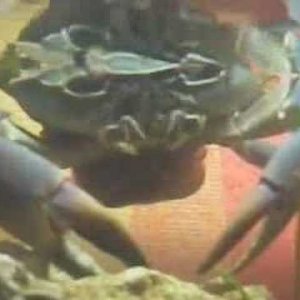 Malawi Krabbe