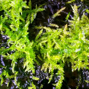 Original " Icemoss "