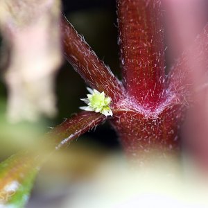 Alternanthera reineckii Mini
