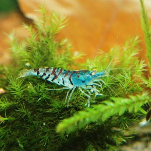 Hellblauer Tiger auf Fissidens