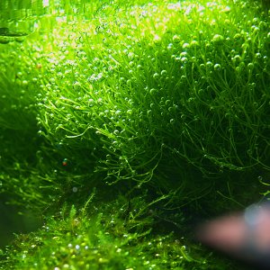 Riccia fluitans