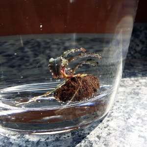 Bucephalandra kedagang