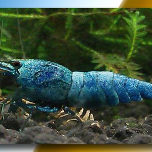 Blue Bolt