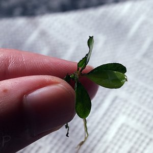 Bucephalandra pygmaea blue