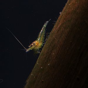 Crazy Neodaridina