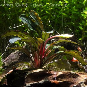 Bucephalandra 'Bukit Kelam / Sintang'