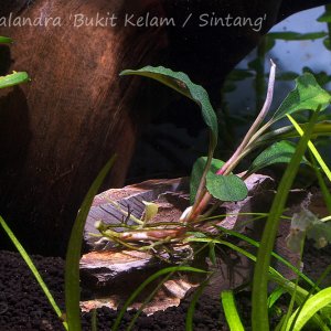 Bucephalandra 'Bukit Kelam / Sintang'