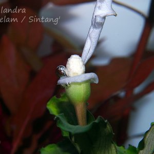 Bucephalandra 'Bukit Kelam/Sintang'