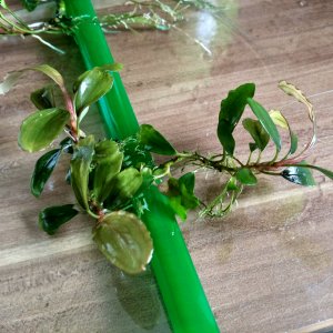 Bucephalandra Anti Love